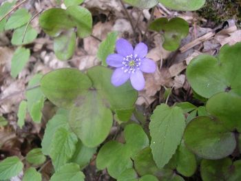 anemone_hepatique.jpg